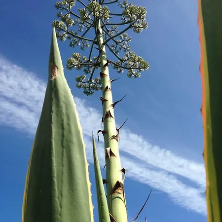 Дом отдыха Wavin' Trees Эрисейра