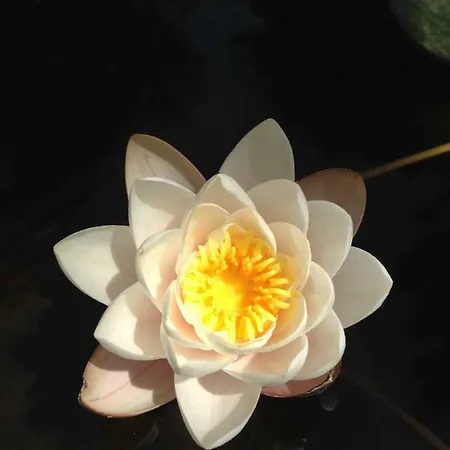 Wavin' Trees * Эрисейра