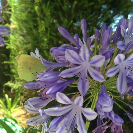 Дом отдыха Wavin' Trees *