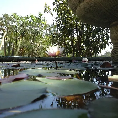 Wavin' Trees Дом отдыха Эрисейра