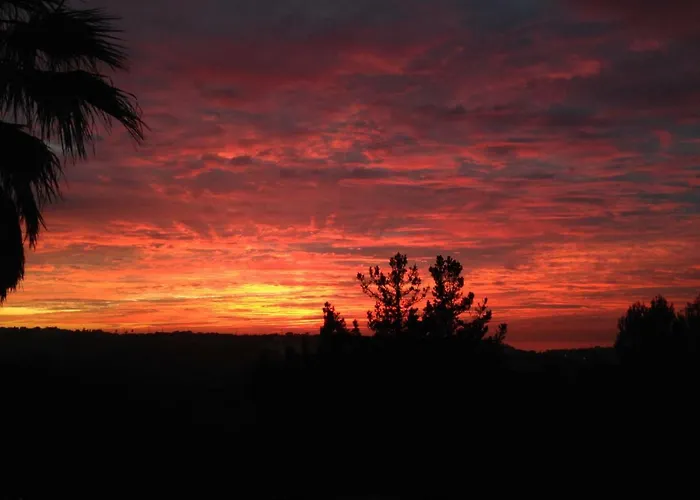 Wavin' Trees * Ericeira