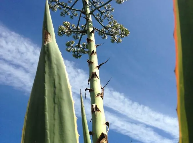 Σπίτι διακοπών Wavin' Trees Ericeira