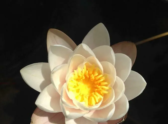 Wavin' Trees * Ericeira