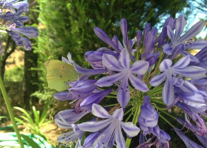 Σπίτι διακοπών Wavin' Trees *