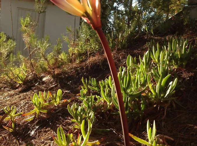 Σπίτι διακοπών Wavin' Trees Ericeira